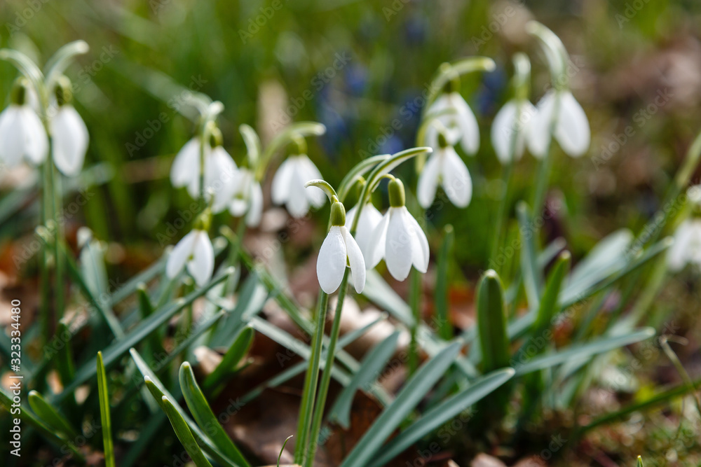 Fototapeta premium Snowdrop or common snowdrop (Galanthus nivalis) flowers in garden