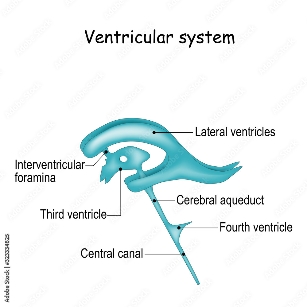 Cerebrospinal fluid and Ventricular system Stock Vector | Adobe Stock
