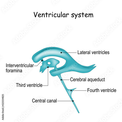 Cerebrospinal fluid and Ventricular system
