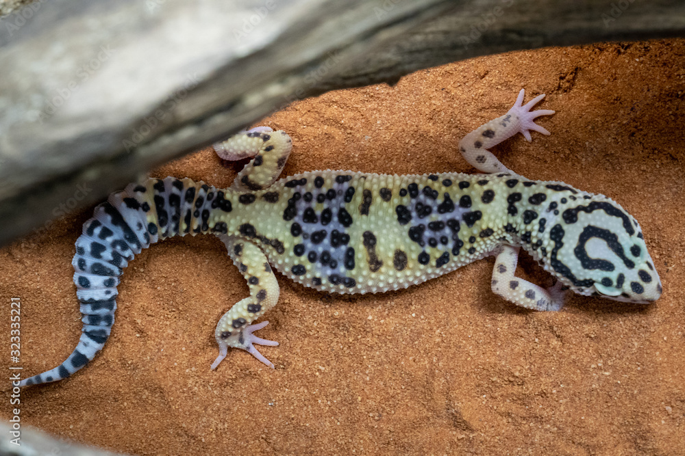 Obraz premium Lizzard