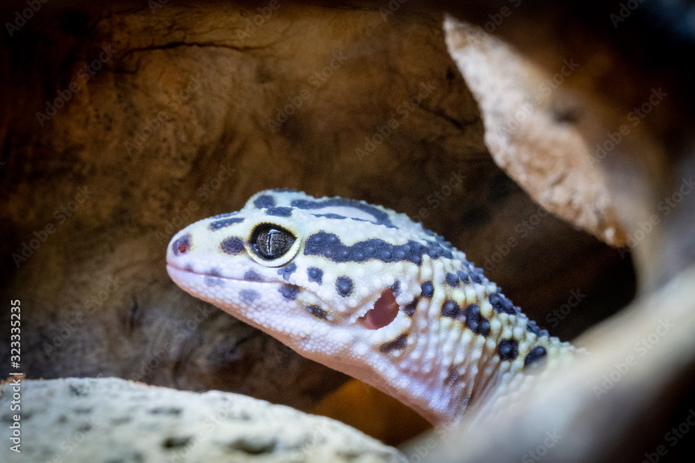 Naklejka premium Lizzard