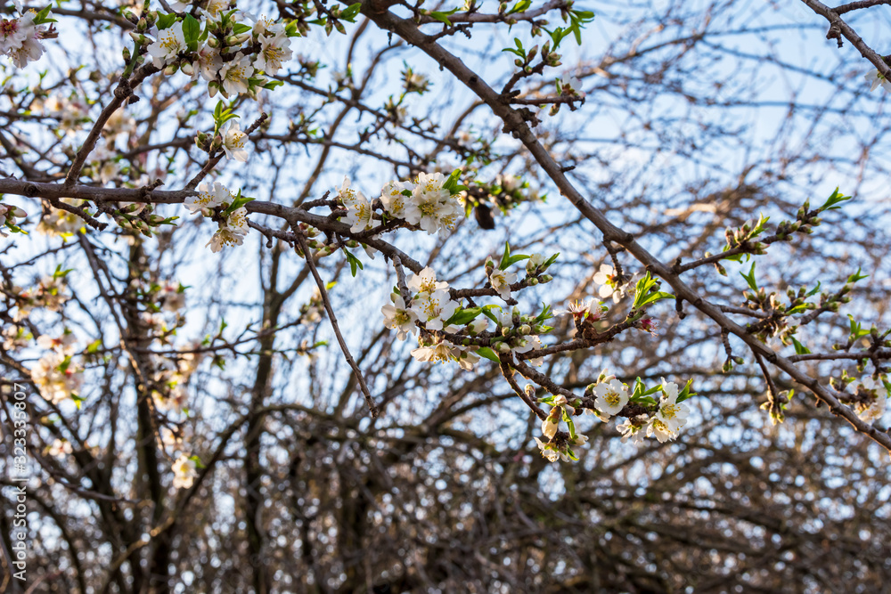 A branch of an almond tree with blooming flowers and green leaves. A branch of an almond tree with blooming flowers and green leaves.