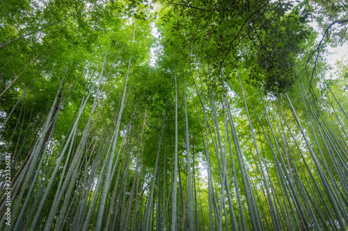 Vista desde el interior del bosque de bambu