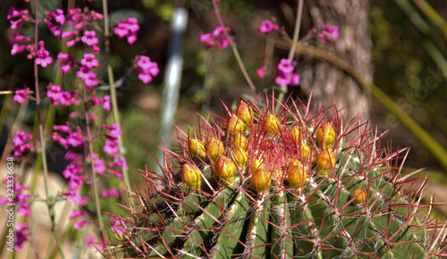 cactus in a garden
