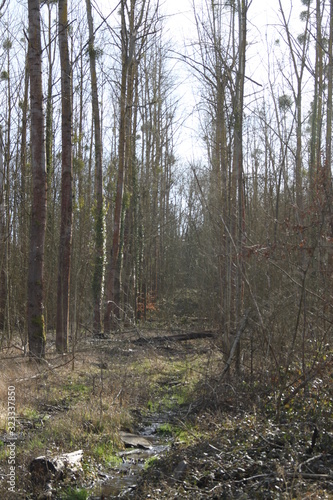 Poplars trees exploited forest with mistletoe