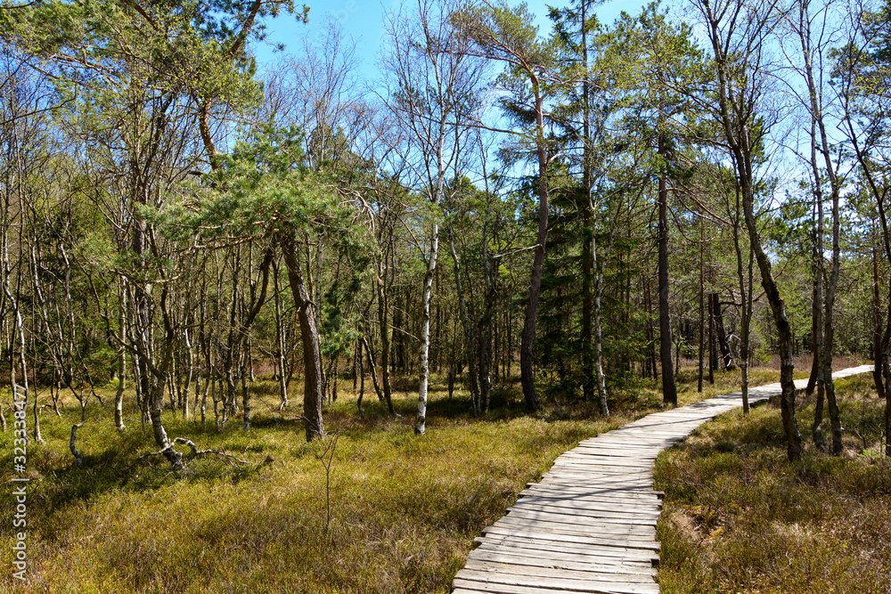 The black moor in spring with wooden path The black moor in spring with wooden path