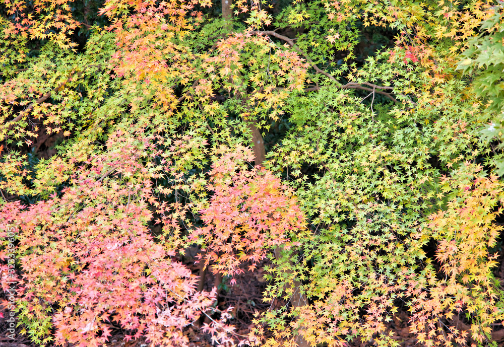 秋の京都の紅葉 秋の京都の紅葉
