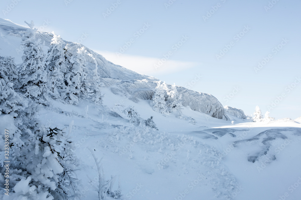 Snowcapped summit of mount Chocorua with spruce trees covered with ice and snow