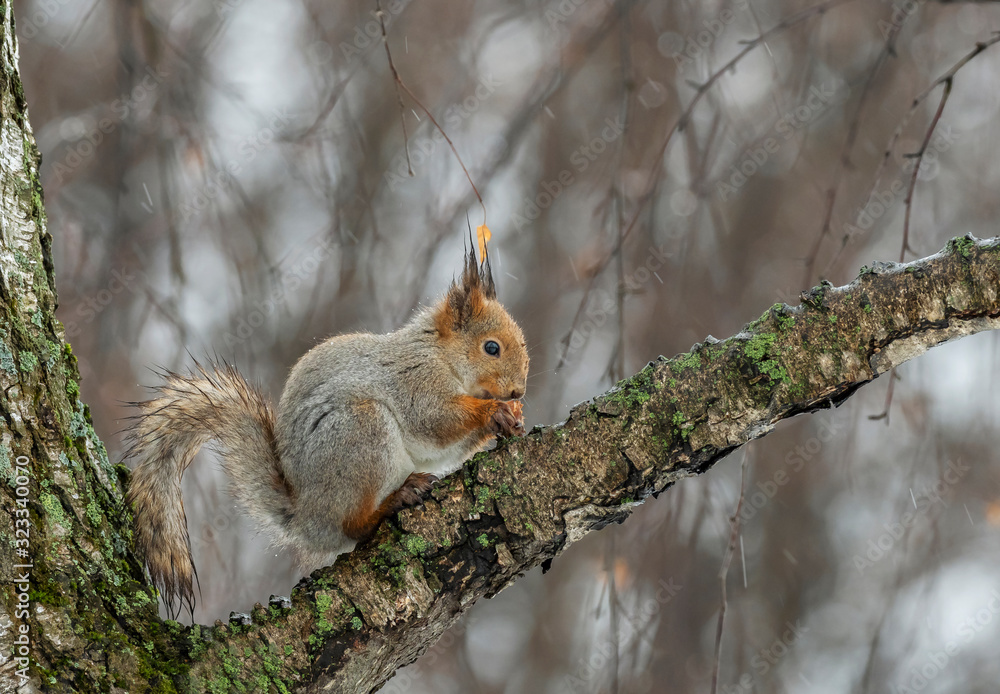 Eurasian red squirrel (Sciurus vulgaris) in nature among the autumn entourage in rainy weather. The red squirrel or Eurasian red squirrel (Sciurus vulgaris). Eurasian red squirrel (Sciurus vulgaris) in nature among the autumn entourage in rainy weather. The red squirrel or Eurasian red squirrel (Sciurus vulgaris).