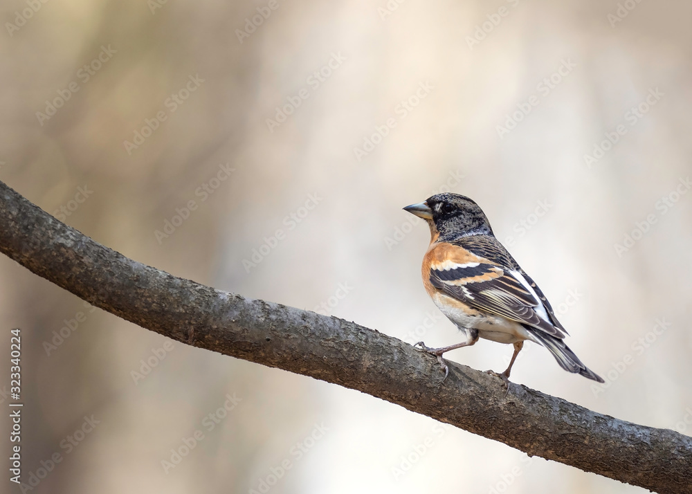 The brambling (Fringilla montifringilla) is a small passerine bird in the finch family Fringillidae. The brambling (Fringilla montifringilla) is a small passerine bird in the finch family Fringillidae.
