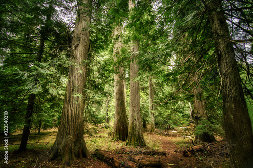Roosevelt Grove of Ancient Cedars - Nordman  Idaho