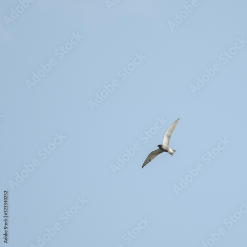 The black tern  Chlidonias niger  is a small tern generally found in or near inland water in Europe.    black tern  Chlidonias niger  in flight.