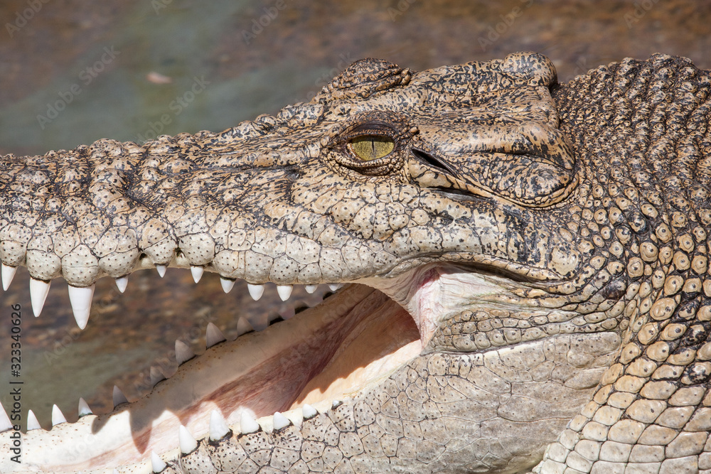 Fototapeta premium Saltwater Crocodile with mouth open