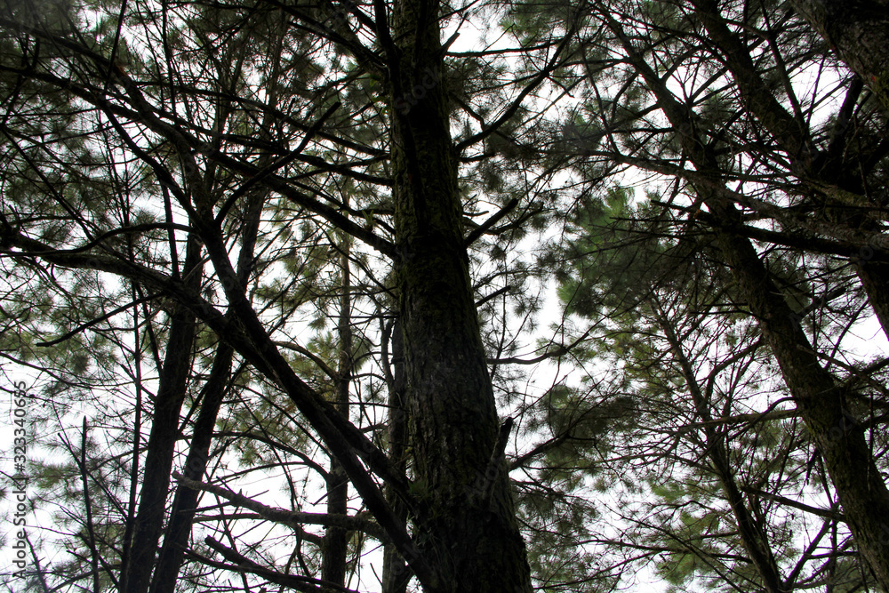 Tree Tree