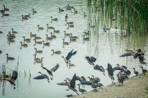 Conference of ducks, Sundarban, India