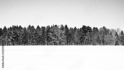 Wallpaper Mural Winter farm tree line and snow Torontodigital.ca