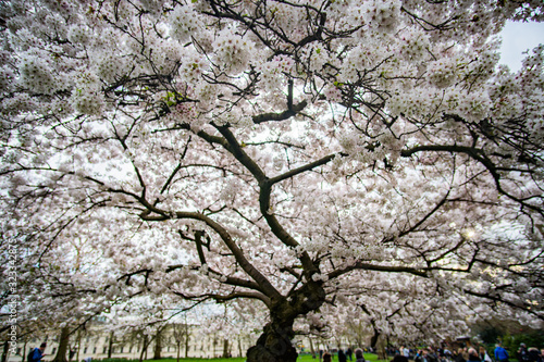 Kirschbaum mit weißen Blüten im Park in London