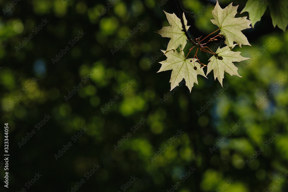 Maple leaves under sunlight with smooth background. Maple leaves under sunlight with smooth background.