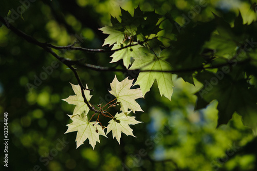 Maple leaves under sunlight with smooth background.