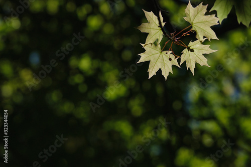 Maple leaves under sunlight with smooth background.