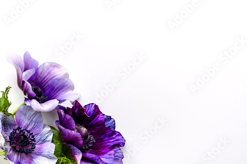 Fototapeta Naklejka Na Ścianę i Meble -  アネモネとヒヤシンス　紫の花の背景素材