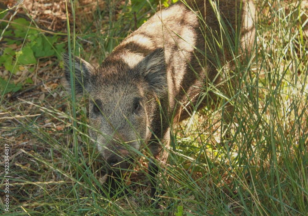 Young wild boar (Sus scrofa) in it natural habitat on Dzharylgach Island, Ukraine. Young wild boar (Sus scrofa) in it natural habitat on Dzharylgach Island, Ukraine.