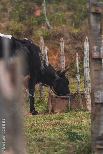 A vaca bebendo água na fazenda photo