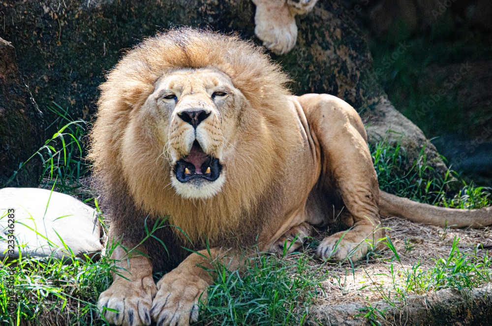Obraz premium Lion