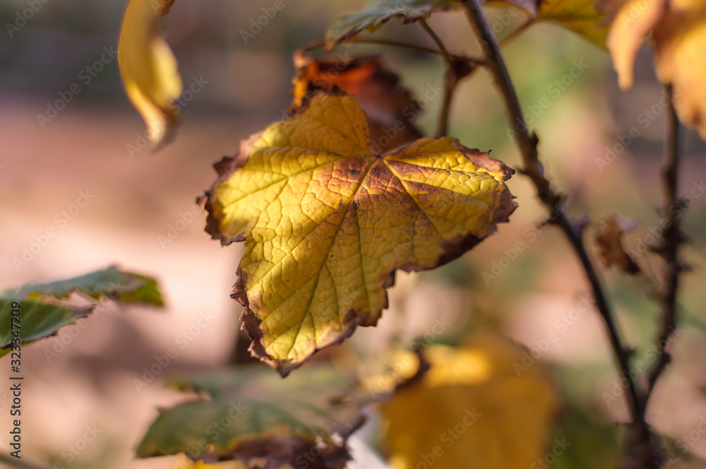 autumn leaves on a tree autumn leaves on a tree