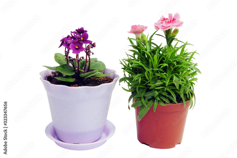 Fototapeta premium Violet flower and Carnation on white background