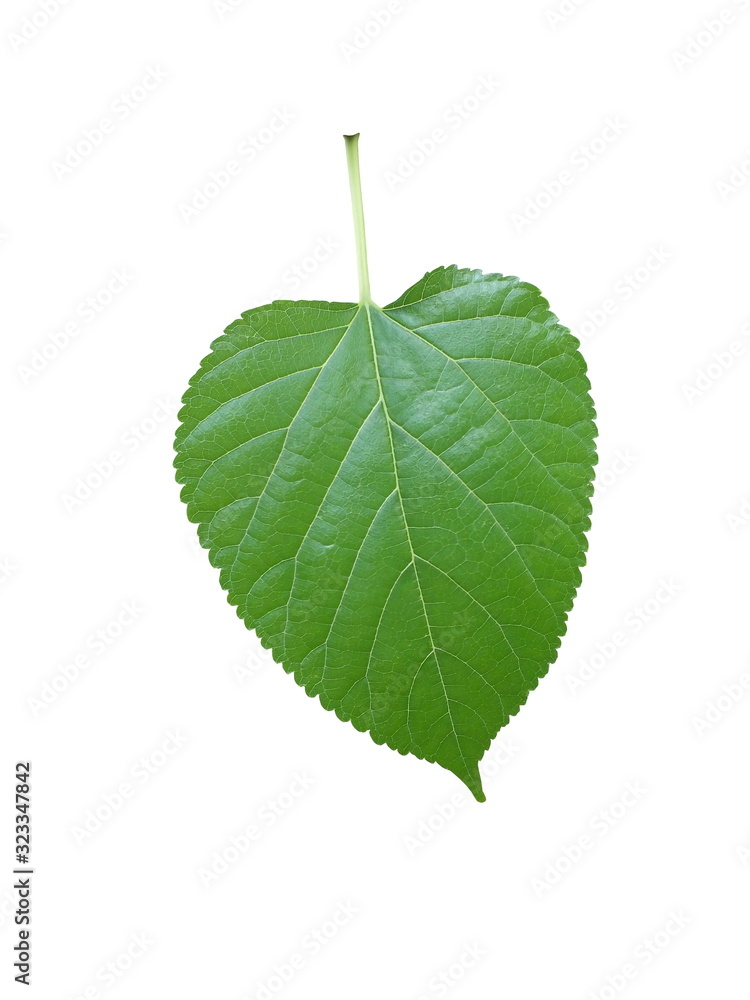 Fototapeta premium Mulberry leaves. Green leaves isolated on white background.