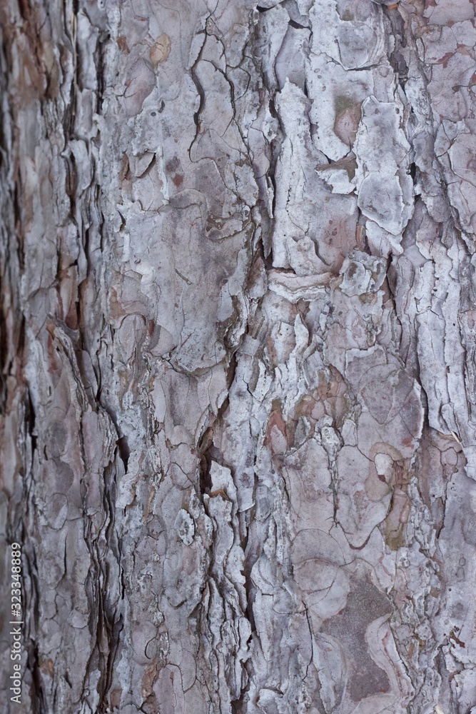 Texture Texture