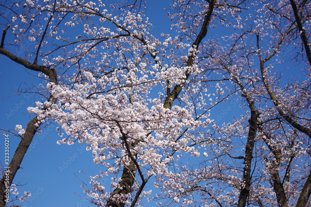 cherry blossoms in full bloom in a spring park cherry blossoms in full bloom in a spring park