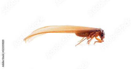 brown shadfly isolated on white background
