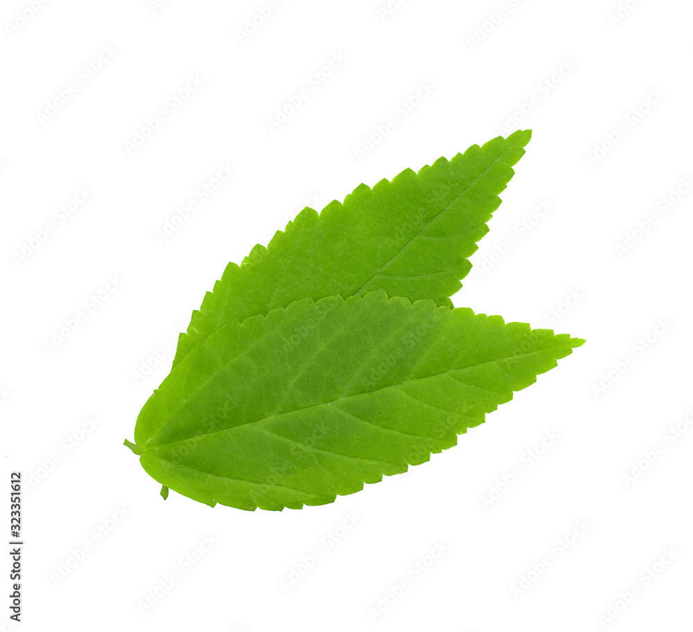 Obraz premium Green leaf isolated