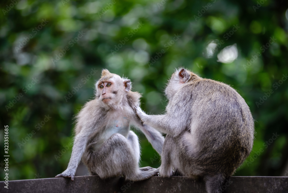A monkey family in Monkey Mountain, Bali, Indonesia