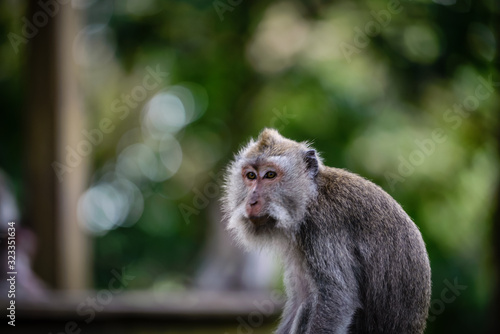 A monkey in Monkey Mountain, Bali, Indonesia © Huntergol