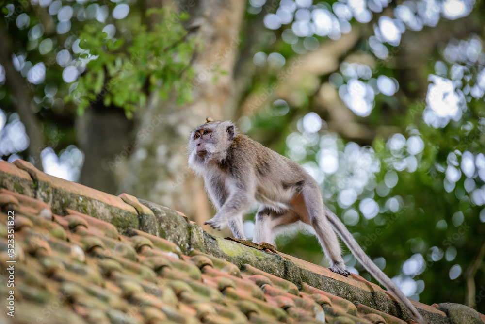 A monkey in Monkey Mountain, Bali, Indonesia A monkey in Monkey Mountain, Bali, Indonesia