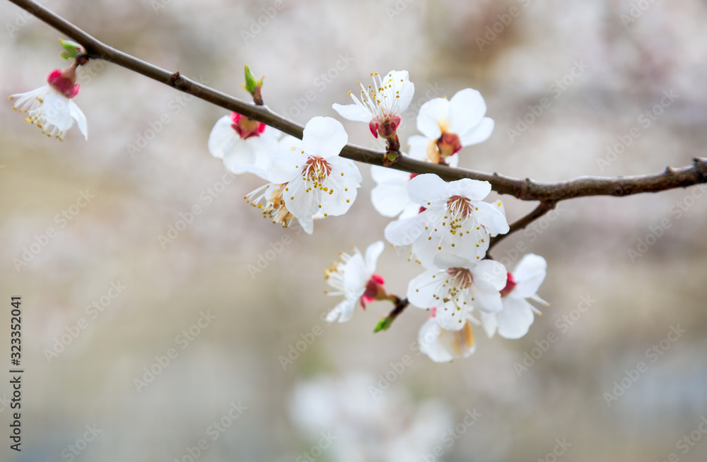 Blossoming cherry trees in spring. Sakura branches with sunlight. Nature background	