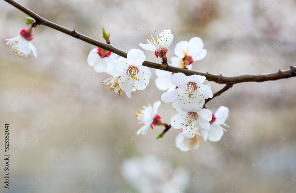 Blossoming cherry trees in spring. Sakura branches with sunlight. Nature background Blossoming cherry trees in spring. Sakura branches with sunlight. Nature background