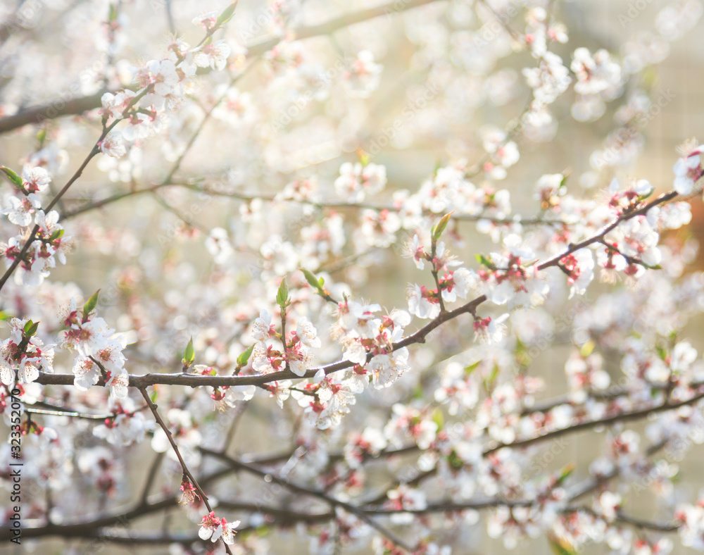 Blossoming cherry trees in spring. Sakura branches with sunlight. Nature background. Selective focus on buds. Blossoming cherry trees in spring. Sakura branches with sunlight. Nature background. Selective focus on buds.