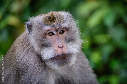 A monkey in Monkey Mountain, Bali, Indonesia © Huntergol