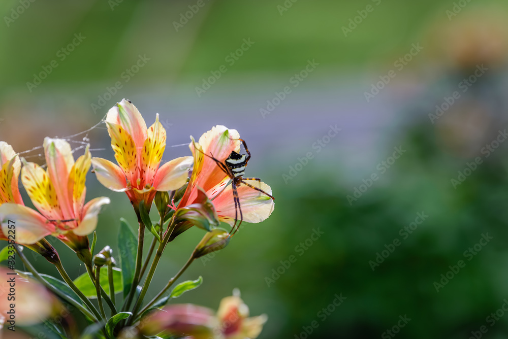Flower blossoms in a temple during early morning in Bali. Indonesia Flower blossoms in a temple during early morning in Bali. Indonesia