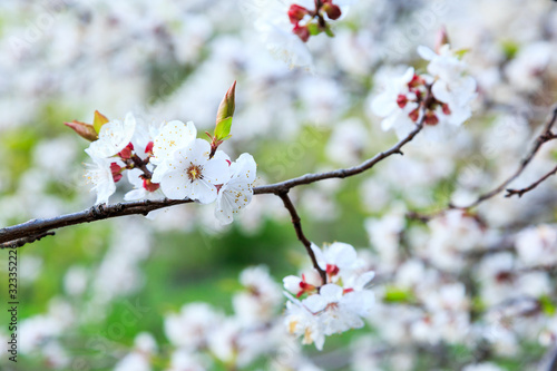 Blossoming cherry trees in spring. Sakura branches with sunlight. Nature background 