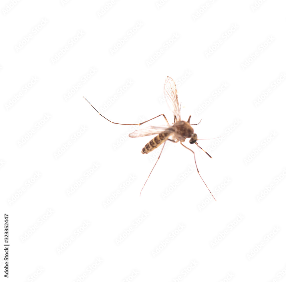 Mosquito isolated on white background Mosquito isolated on white background