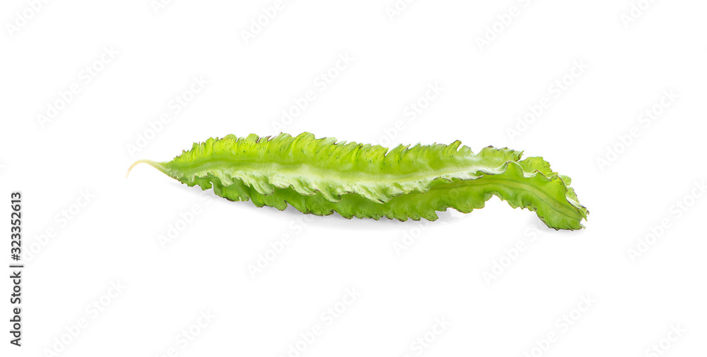 Naklejka premium winged bean on white background
