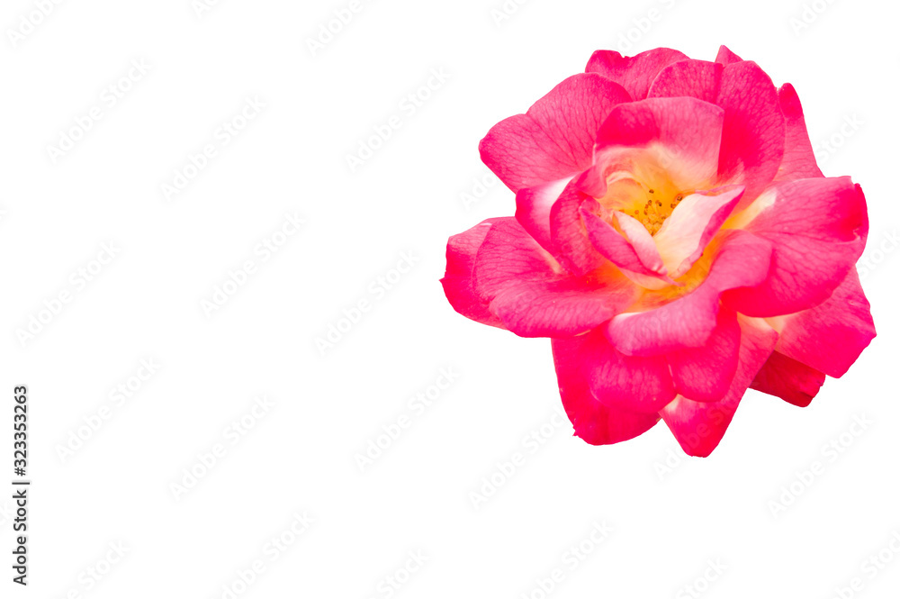 Rose flower isolated on white background. The blank part can be used for the message board. Rose flower isolated on white background. The blank part can be used for the message board.