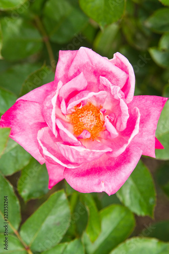 Pink rose isolated in rose gardn. photo