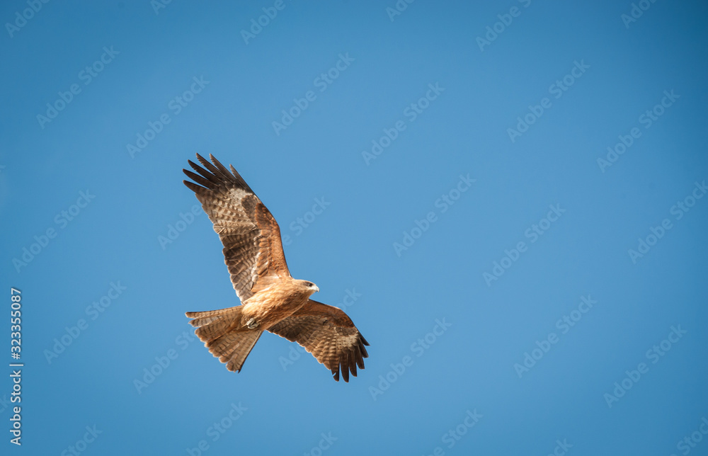 Fototapeta premium Black Kite, Soaring Bird