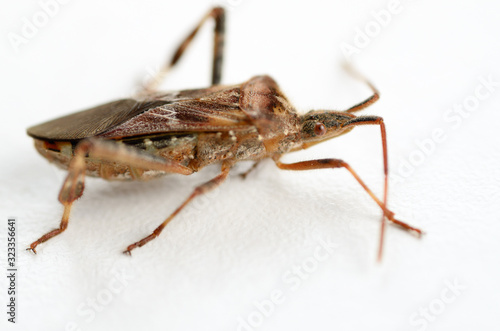 Side view of a walking Leaf footed bug on a white background